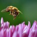 Pomozte včelám a ubytujte je v hmyzích domečcích!