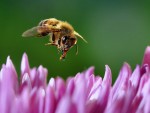 Pomozte včelám a ubytujte je v hmyzích domečcích!