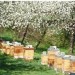 Kurz včelaření pro dospělé