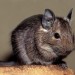 Osmák degu
