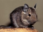 Osmák degu